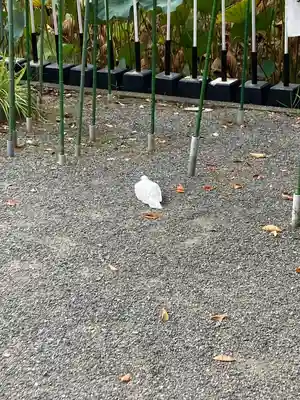鶴岡八幡宮(神奈川県)