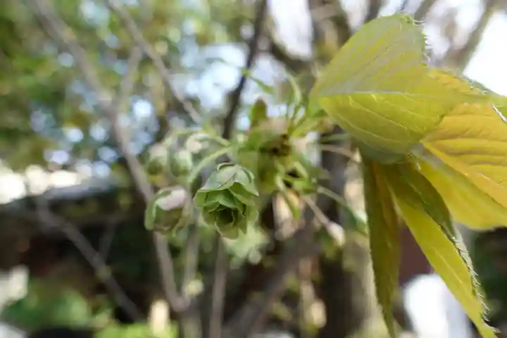 大報恩寺(千本釈迦堂)の自然
