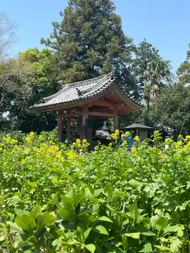 般若寺 ❁﻿コスモス寺❁(奈良県)