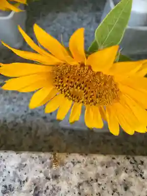 進雄神社(群馬県)