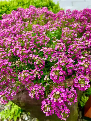 仙台大神宮の自然
