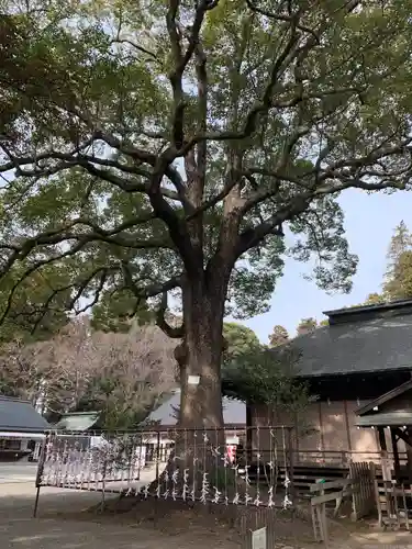 常磐神社の自然
