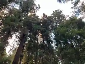 大宮温泉神社(栃木県)(2022年11月07日(月) 16時40分15秒投稿)