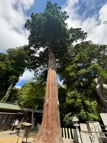 田村神社の自然