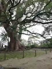 高城神社の自然