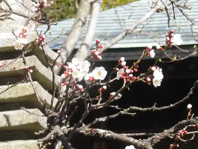浄光明寺の自然