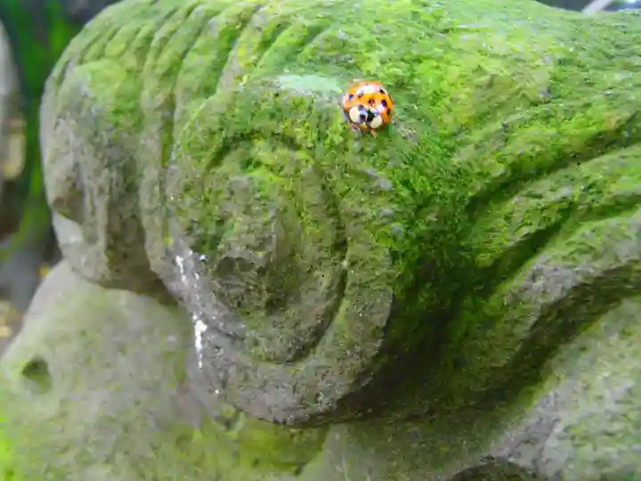 岩槻愛宕神社の動物