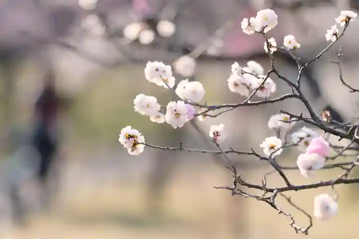 多治速比売神社の自然