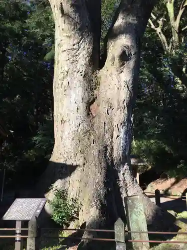 下野八幡大神社の自然