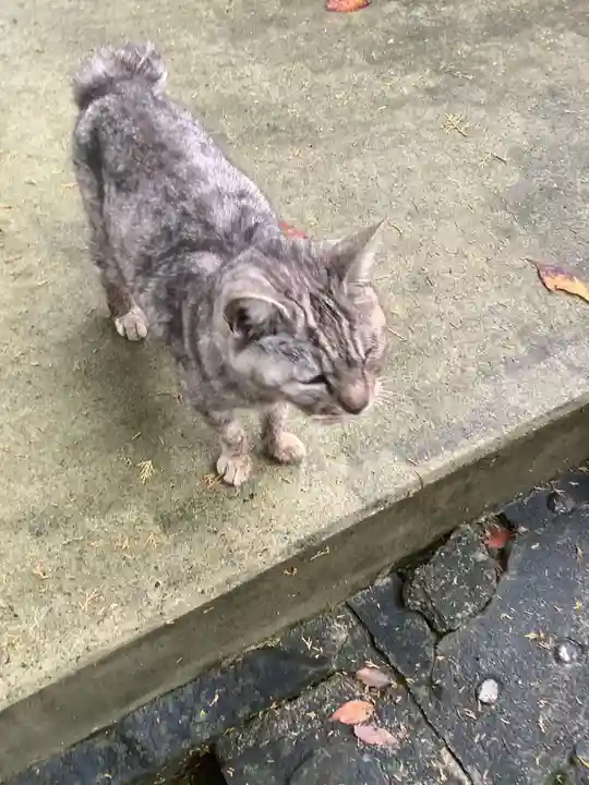 玉野御嶽神社の動物