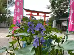 藤島神社（贈正一位新田義貞公之大宮）の自然