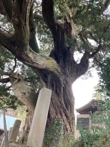 城願寺(神奈川県)