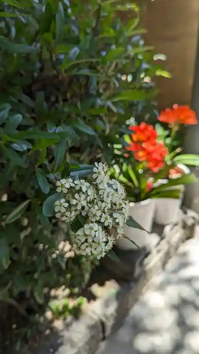 墨染寺(桜寺)(京都府)