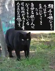 専念寺の動物