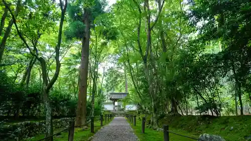 地蔵院(京都府)