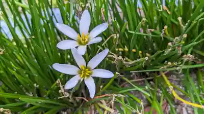 本満寺(本願満足寺)(京都府)