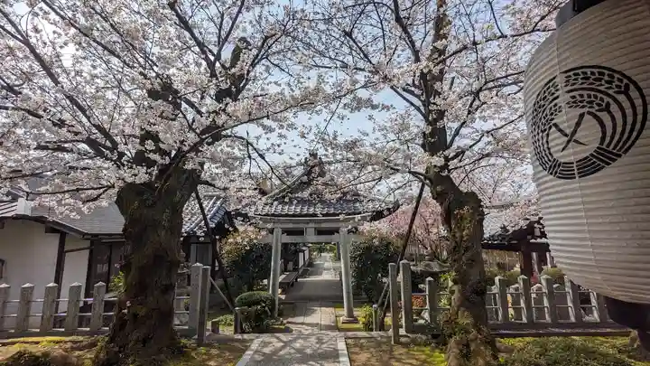 吒枳尼天(法伝寺)(京都府)