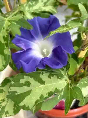 真源寺（入谷鬼子母神）(東京都)