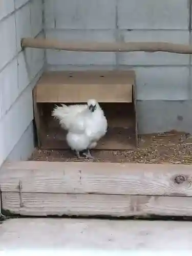 阿智神社の動物