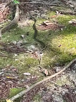 弘川寺(大阪府)