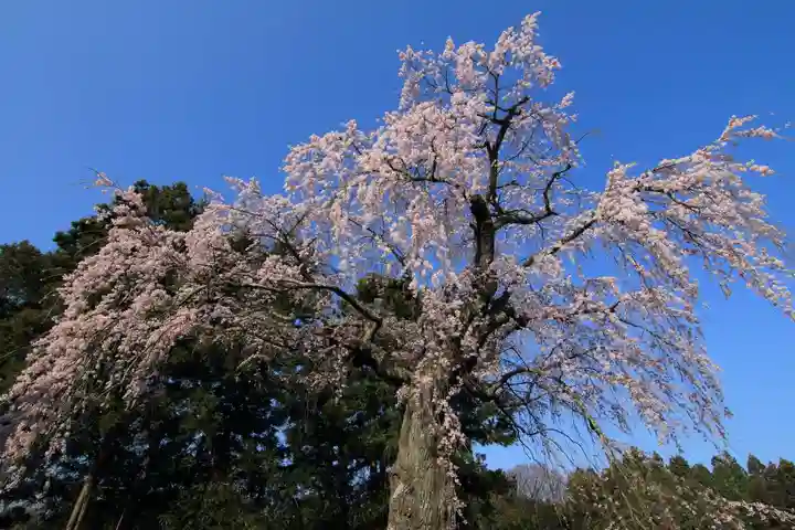 正観音堂の自然