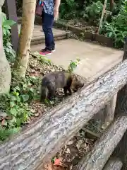 江島神社の動物