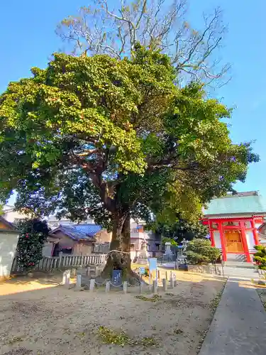 神倉神社の自然