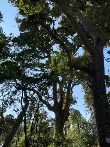 野田神社の自然
