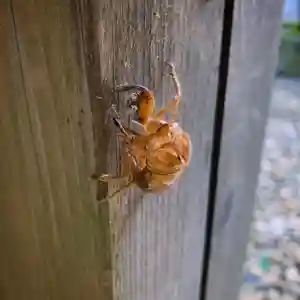 滑川神社 - 仕事と子どもの守り神の自然(2024年07月30日(火) 19時11分12秒投稿)