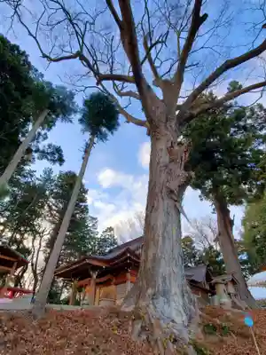阿久津「田村神社」（郡山市阿久津町）旧社名：伊豆箱根三嶋三社(福島県)