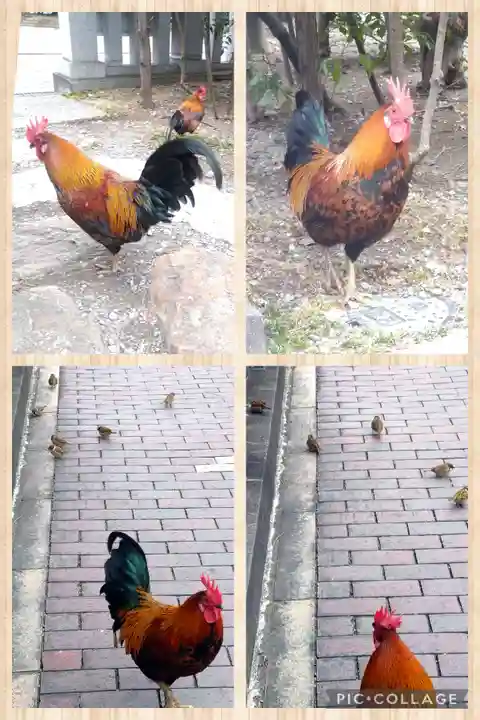 高知大神宮の動物