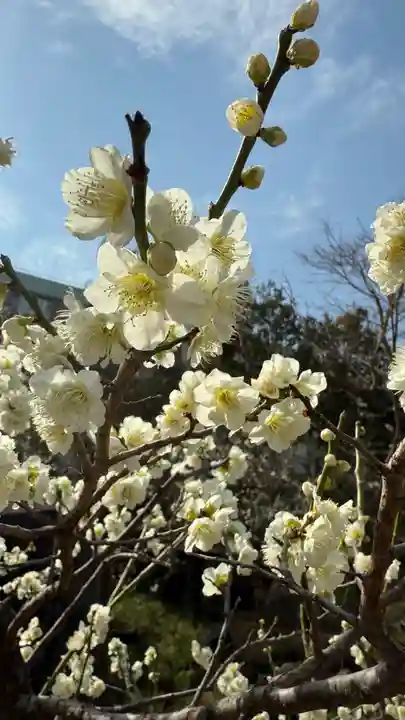 湯島天満宮(東京都)
