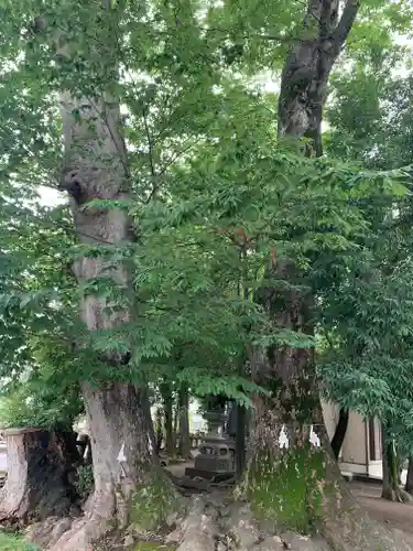 上野総社神社の自然