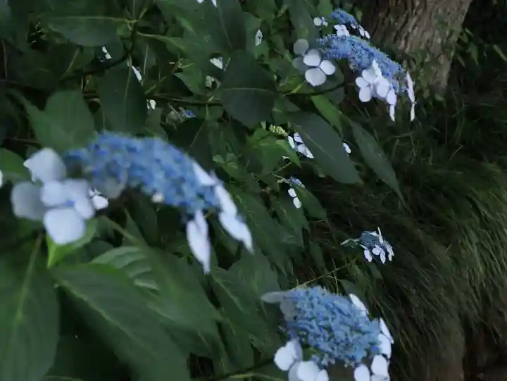 武蔵一宮氷川神社(埼玉県)