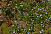 豊景神社の自然