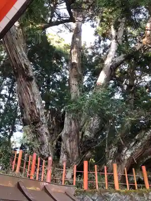 桜實神社の自然