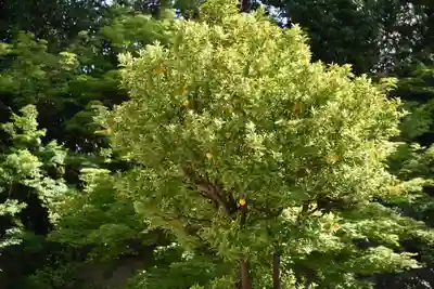 廬山寺（廬山天台講寺）の自然