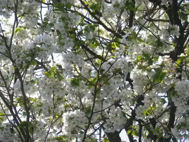星井寺(虚空蔵堂)の自然