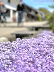 白鳥神社(長野県)