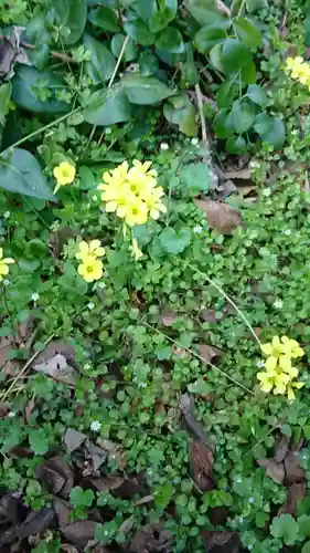 大山祇神社の自然