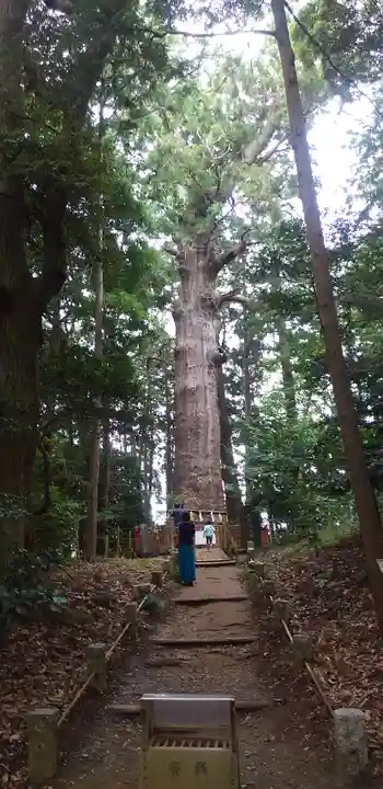 麻賀多神社の自然