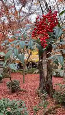 圓光寺(京都府)