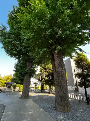 代田八幡神社の{uncategorized: "未分類", other: "その他", undefined: "問題あり", building: "その他建物", grave: "お墓", sacred_gate: "鳥居", guardian: "狛犬", statue: "像", buddha: "仏像", history: "歴史", nature: "自然", garden: "庭園", animal: "動物", pagoda: "塔", temizu: "手水舎", mountain_gate: "山門・神門", sanctuary: "本殿・本堂", subordinate: "末社・摂社", art: "芸術", scenery: "景色", jizo: "地蔵", ema: "絵馬", goshuin: "御朱印", omikuji: "おみくじ", items: "授与品その他", amulet: "お守り", goshuincho: "御朱印帳", eats: "食事", festival: "お祭り", votive_dance: "神楽", shichigosan: "七五三参", wedding: "結婚式", experience: "体験その他", initially: "初詣", around: "周辺", anti_infection: "感染症対策"}