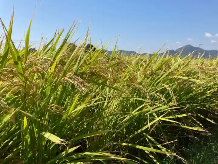 神吉八幡神社の自然