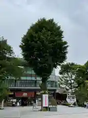 神田神社（神田明神）の自然