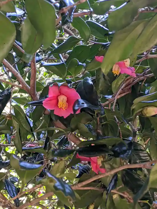 椿大神社(三重県)