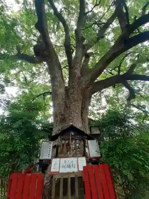 川邊八幡神社の{uncategorized: "未分類", other: "その他", undefined: "問題あり", building: "その他建物", grave: "お墓", sacred_gate: "鳥居", guardian: "狛犬", statue: "像", buddha: "仏像", history: "歴史", nature: "自然", garden: "庭園", animal: "動物", pagoda: "塔", temizu: "手水舎", mountain_gate: "山門・神門", sanctuary: "本殿・本堂", subordinate: "末社・摂社", art: "芸術", scenery: "景色", jizo: "地蔵", ema: "絵馬", goshuin: "御朱印", omikuji: "おみくじ", items: "授与品その他", amulet: "お守り", goshuincho: "御朱印帳", eats: "食事", festival: "お祭り", votive_dance: "神楽", shichigosan: "七五三参", wedding: "結婚式", experience: "体験その他", initially: "初詣", around: "周辺", anti_infection: "感染症対策"}