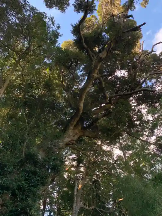 諏訪神社の自然