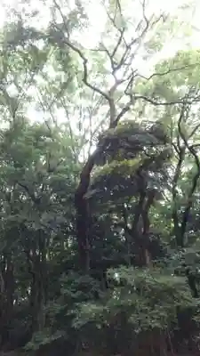 明治神宮(東京都)