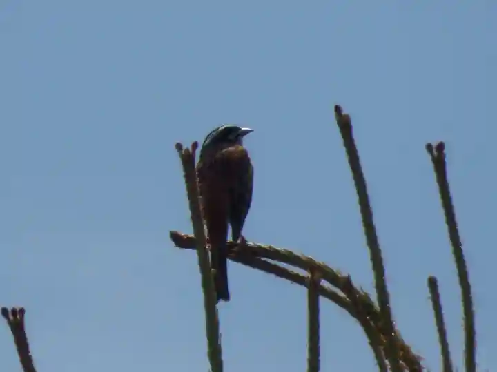 留辺蘂神社の動物